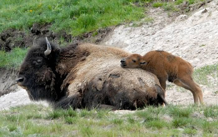 animal mothers