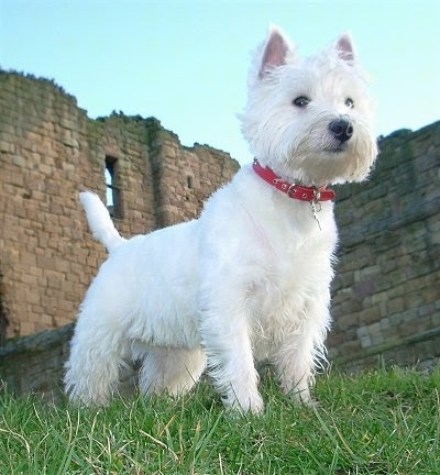 West Highland White Terrier Dog Breed Information and Pictures