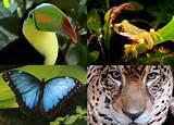 Tropical Rainforest Interesting Facts