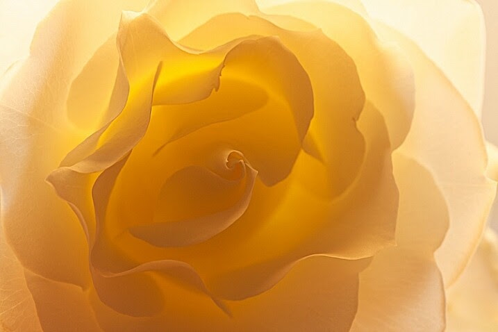 3-Light-painting-flowers-White-Rose-no-fill