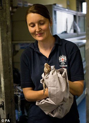 Return journey: The iguanas were transported back to the Bahamas from Heathrow