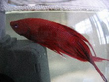 ベタ雄飼育日記