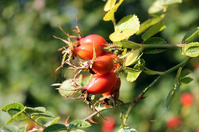 Rose hips 7 Oct