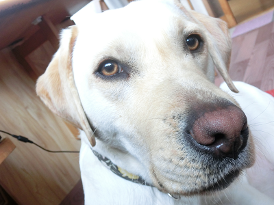 犬がごはんを食べているときに体や食器に触ると怒る唸る噛むなんです 犬と一緒に はじめてのパピーウォーカー