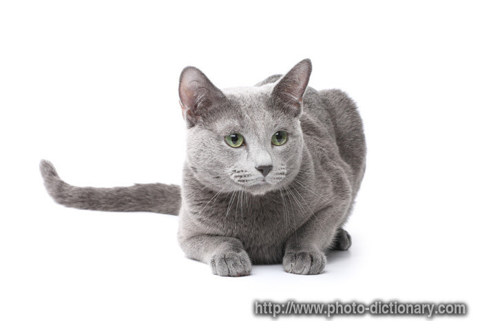 russian blue cat photopicture definition at photo dictionary blue cat 700x466