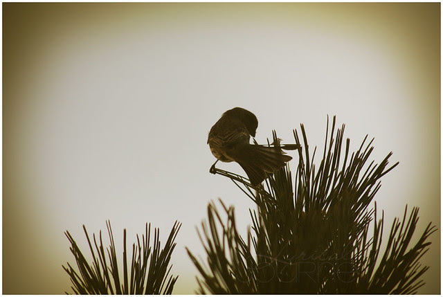 Bird on a Pine