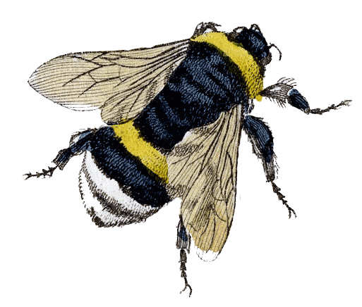 Catch the Buzz photo catch-the-buzz.gif