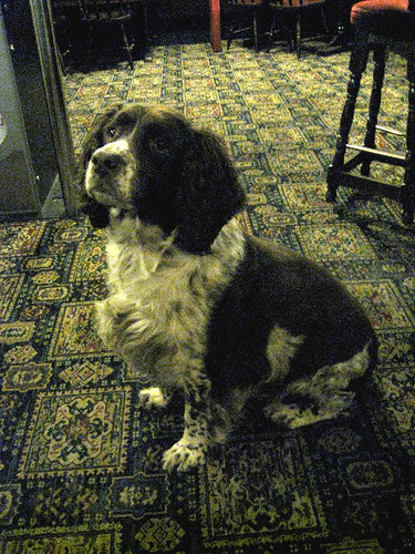 Chelsea is a Spaniel