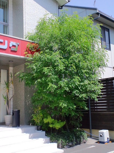 本当は怖 いシマトネリコ そのデメリットと小さく育てる方法 施主のための家づくり情報サーチ ガンにも負けず