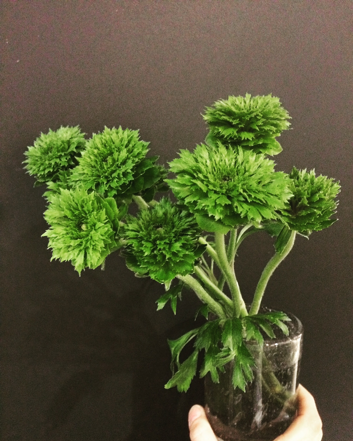Blog 函館市のフラワーショップ Verdechiosco ヴェルデキオスコ