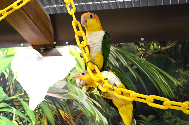 シロハラインコってどんな鳥 生態や飼い方など紹介
