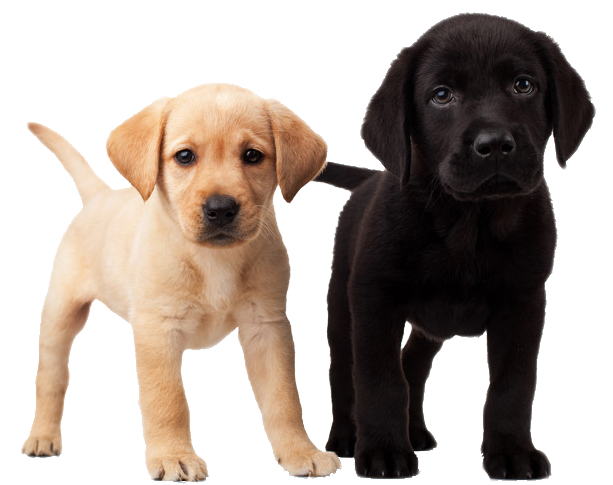 Image Result For Labrador Retriever K
