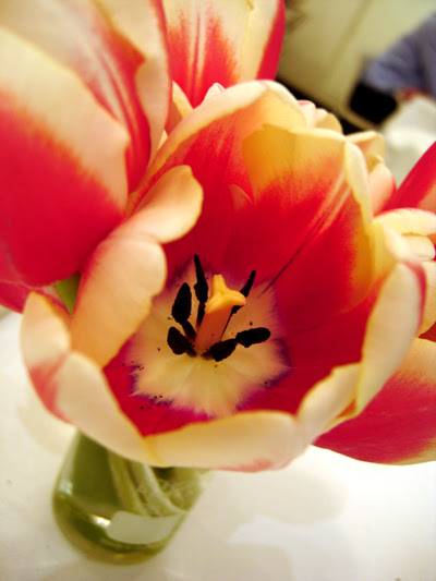 tulips