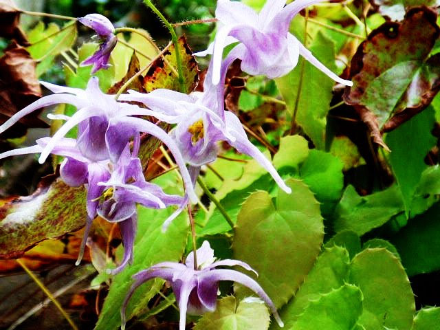 私の花アルバム イカリソウ