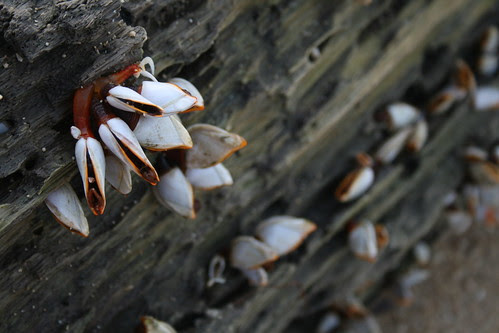 Shells In Bloom