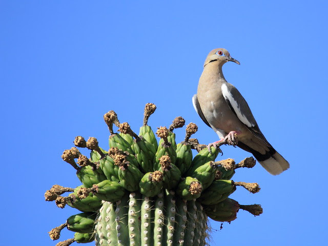 White-winged Dove 3-20130614 - Copy