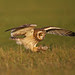 short eared owl