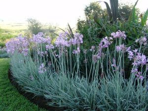 variegated society garlic  backyard oasis  Pinterest