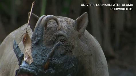 mengenal babirusa hewan asli indonesia  kepulauan sulawesi youtube