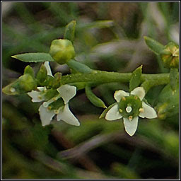 Wildflowers Bastard Toadflax Thesium Humifusum