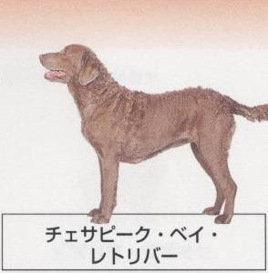 人気の犬種 チェサピークベイレトリバー 子犬販売 ペットショップ ナチュラルマインドケンネル ブリーダー 福島