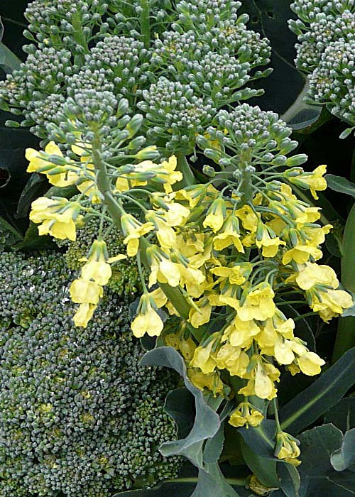 ブロッコリーの花 花