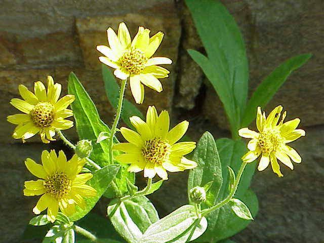 Ficheiro:Arnica chamissonis0.jpg