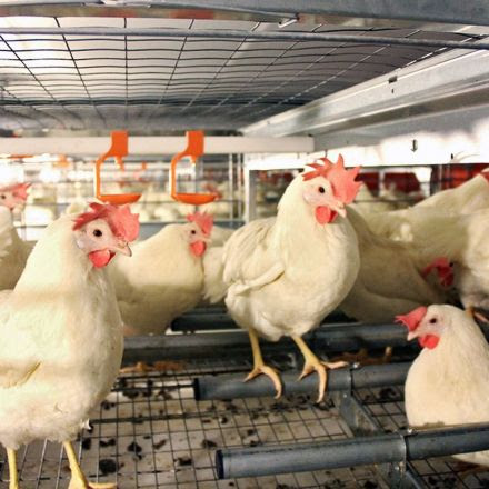 How California's New Rules Are Scrambling The Egg Industry