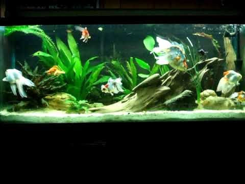 goldfish tank size. 100 gallon goldfish tank - 3