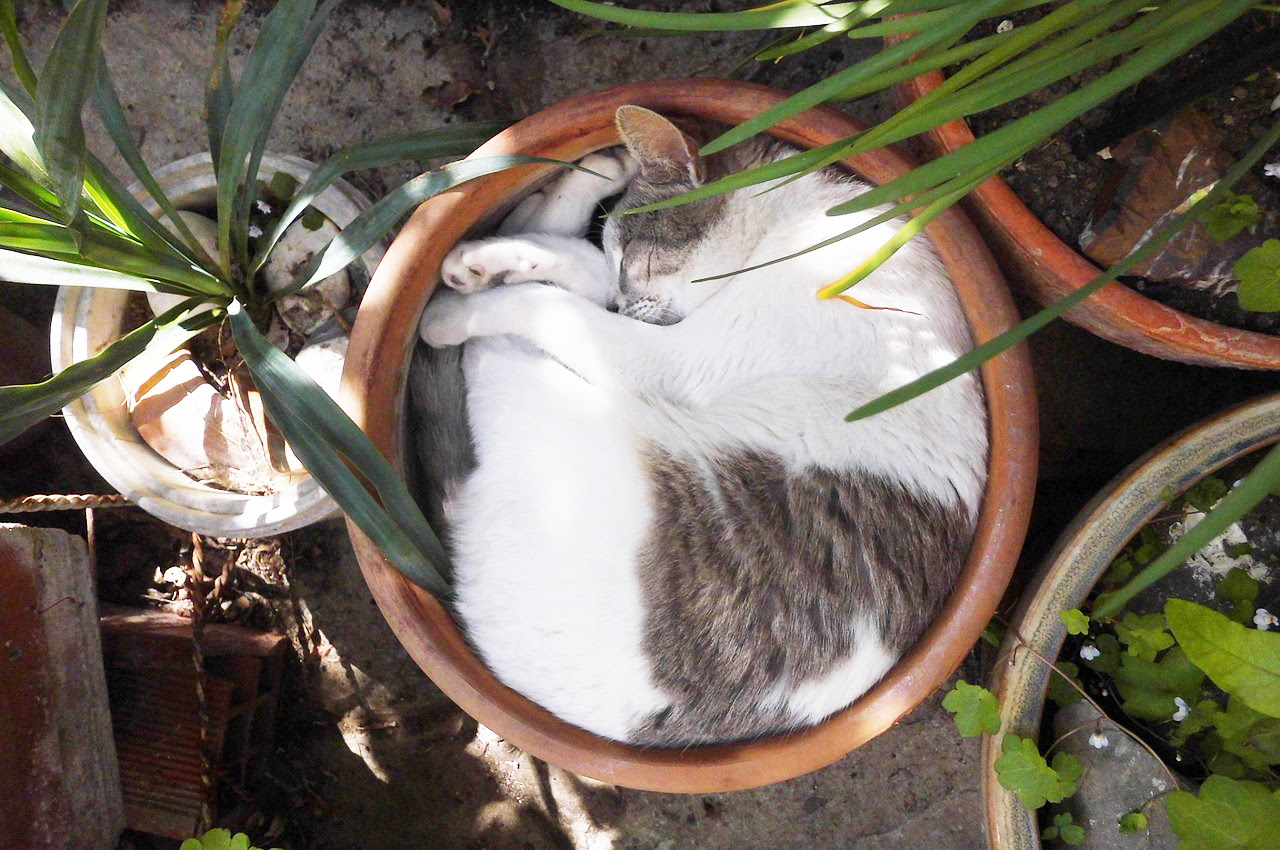 猫がニャンモナイトになる3つの理由 丸くなる寝相の気持ちは