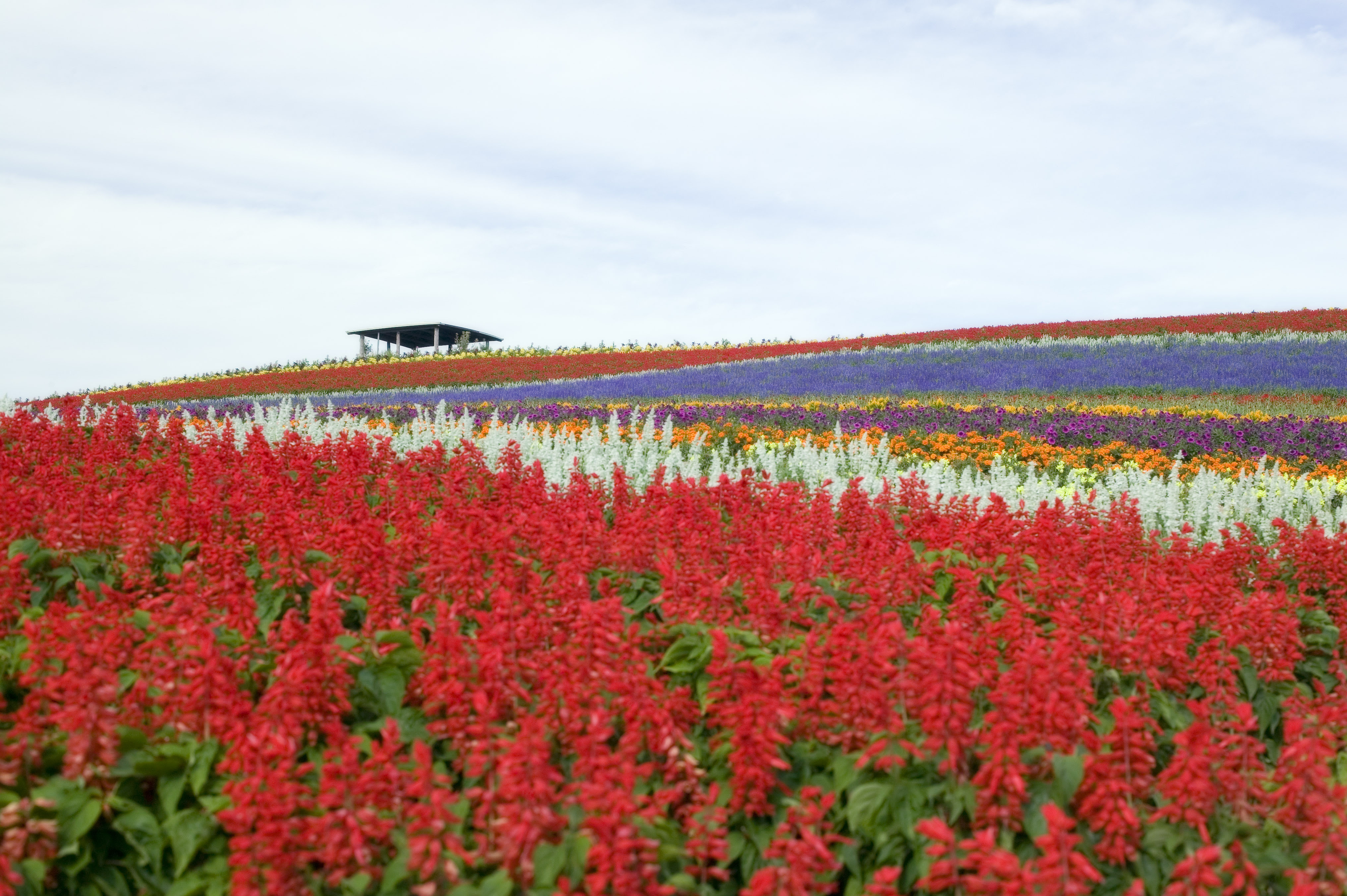 ゆんフリー写真素材集 No 3102 花畑 日本 北海道