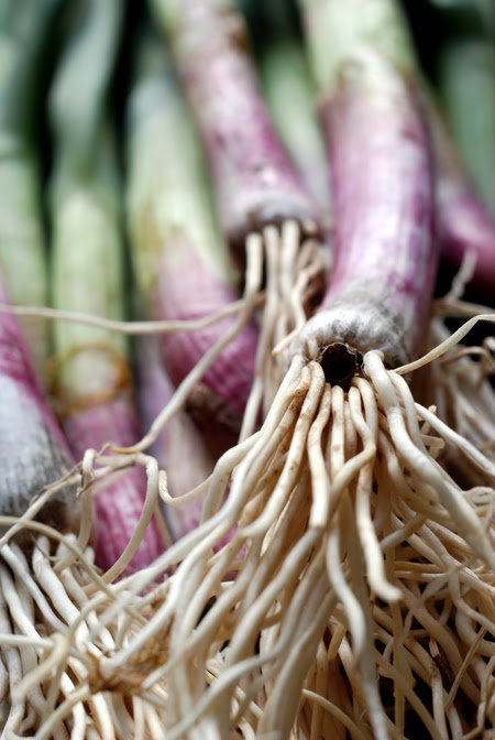 garlic shoots© by Haalo