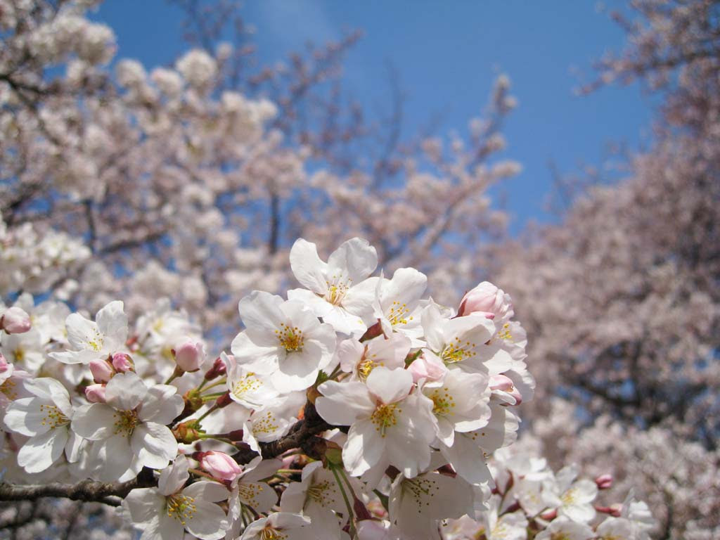 ゆんフリー写真素材集 No 桜 日本 東京