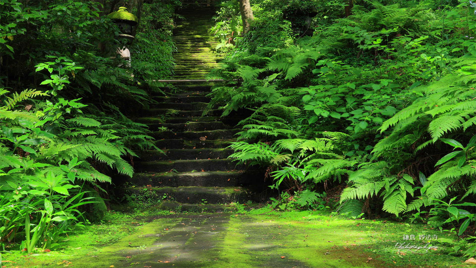 鎌倉妙法寺 シダ植物と苔石段 の壁紙 19x1080