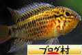 ブログランキング・にほんブログ村へ