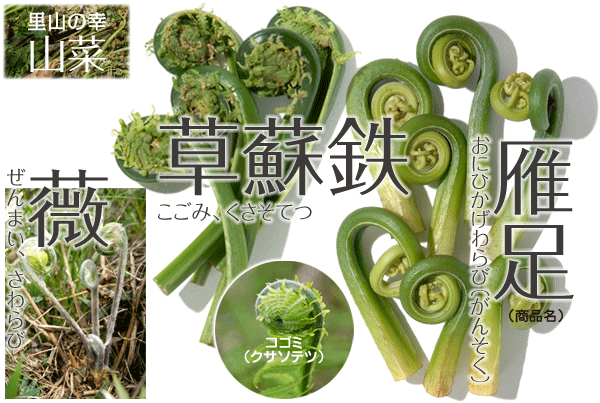 山菜4 ゼンマイ コゴミ ガンソク ぜんまい こごみ がんそく 薇 草蘇鉄 雁足 やさい くだもの図鑑