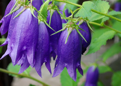 purple bells
