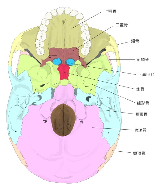 Visual Anatomy 視覚解剖学