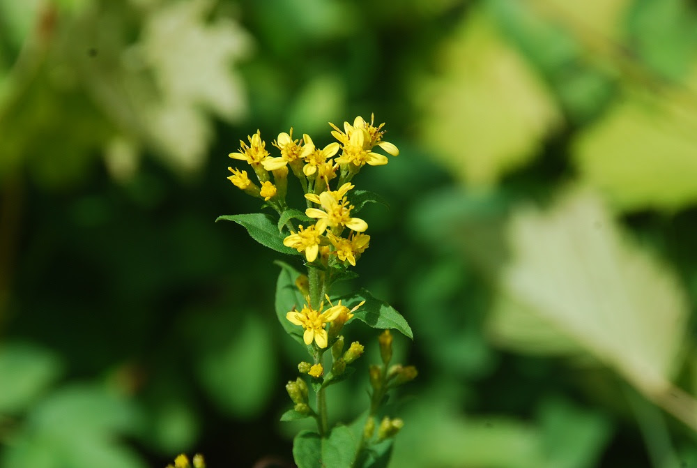 秋に咲く黄色の花の代表の一つ 山形市野草園