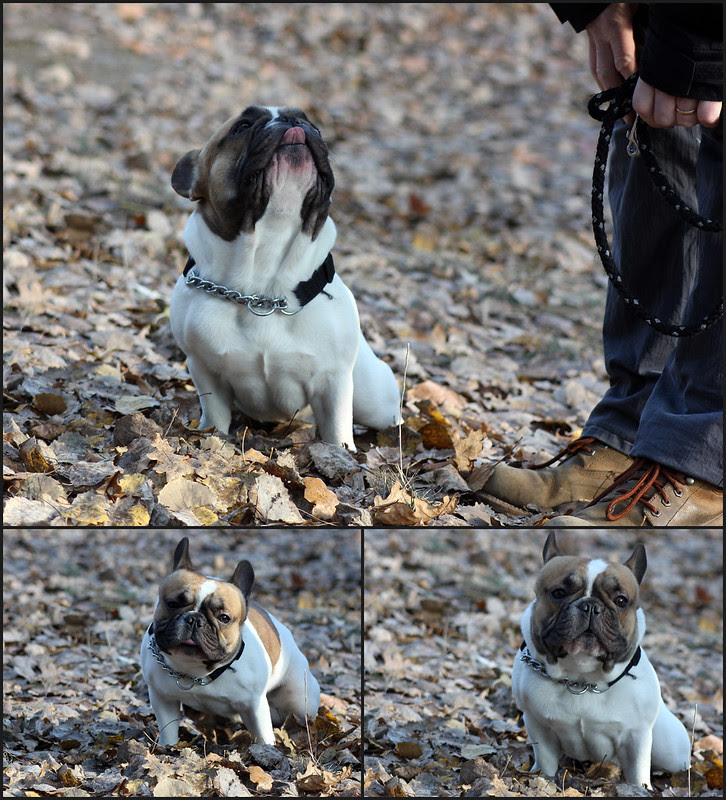 Sergei The Pug