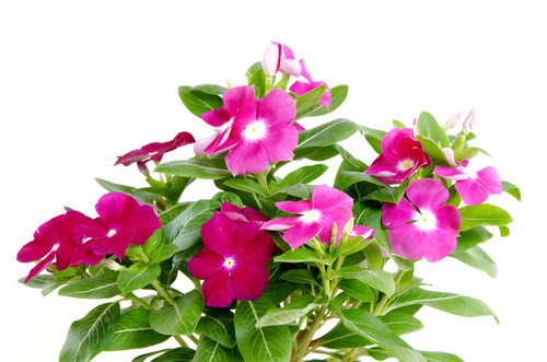 ニチニチソウの色別の花言葉や由来について 植物navi