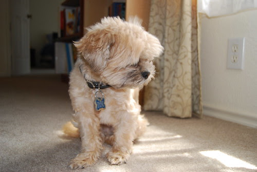 Bilbo Shy