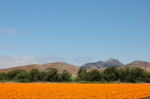 marigold field