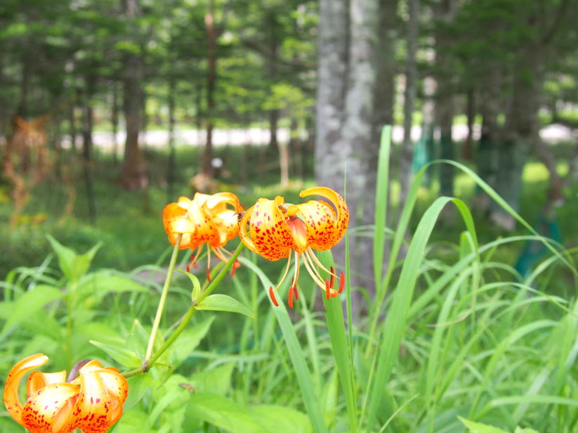 ユリ科花散歩
