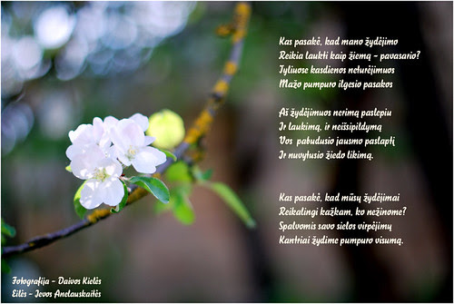 PRISIKĖLIMUI 
