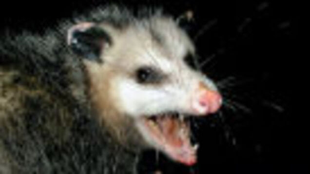A North Carolina town drops a possum at midnight on New Year's Eve
