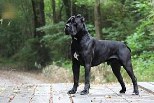Cane Corso Puppies For Sale