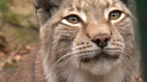 eurasian lynx escapes  animal park  wales bbc news