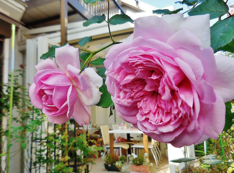 プラチナハウスのblog カオリコのひとりごと 庭の秋の薔薇ポンパドール