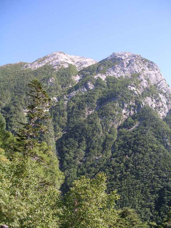 forest62-8.jpg